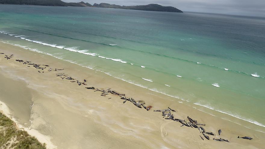 145 baleias dão à costa em praia da Nova Zelândia | VÍDEO