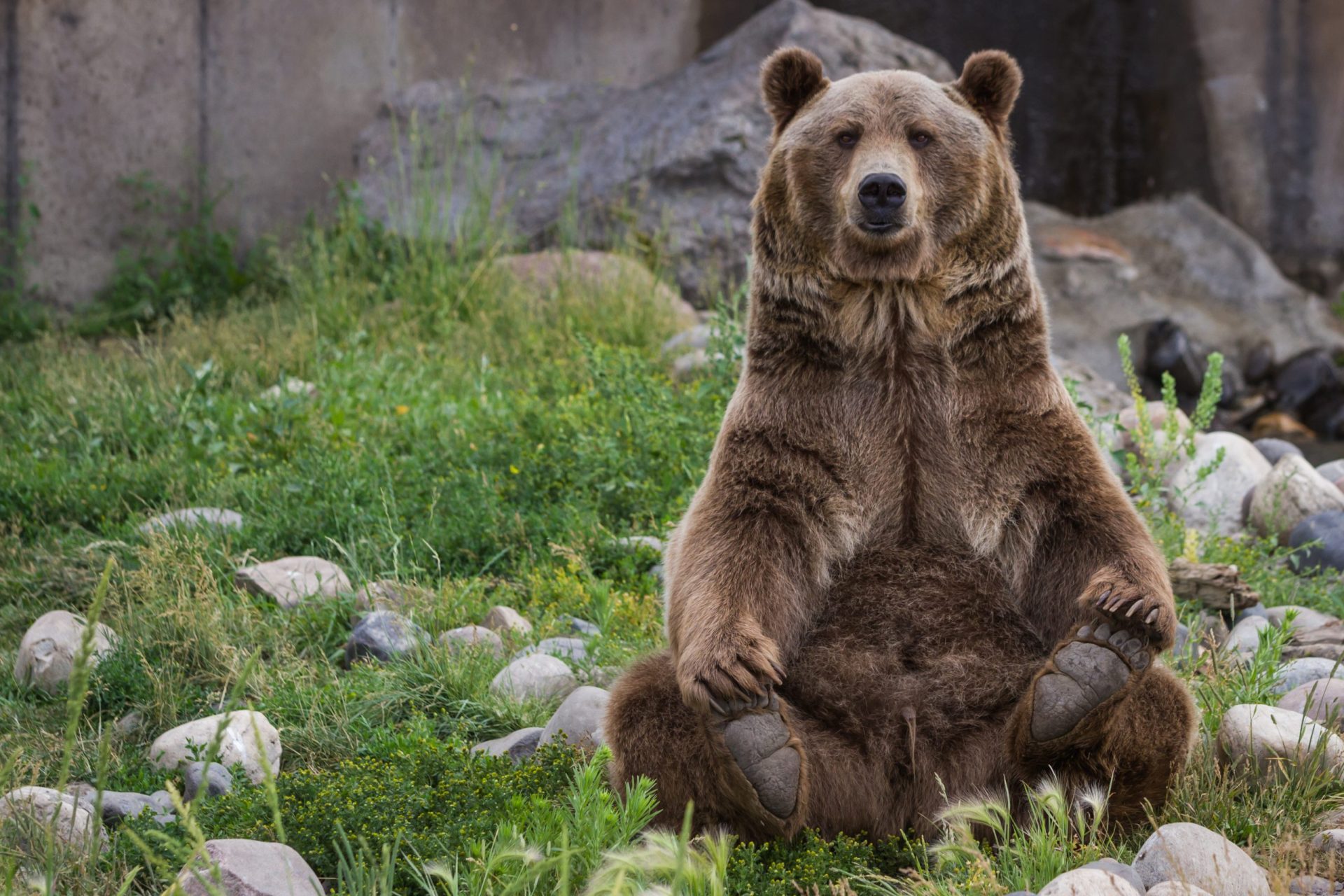 Urso entra em instalações de trânsito na Califórnia e deixa agentes surpreendidos | VÍDEO