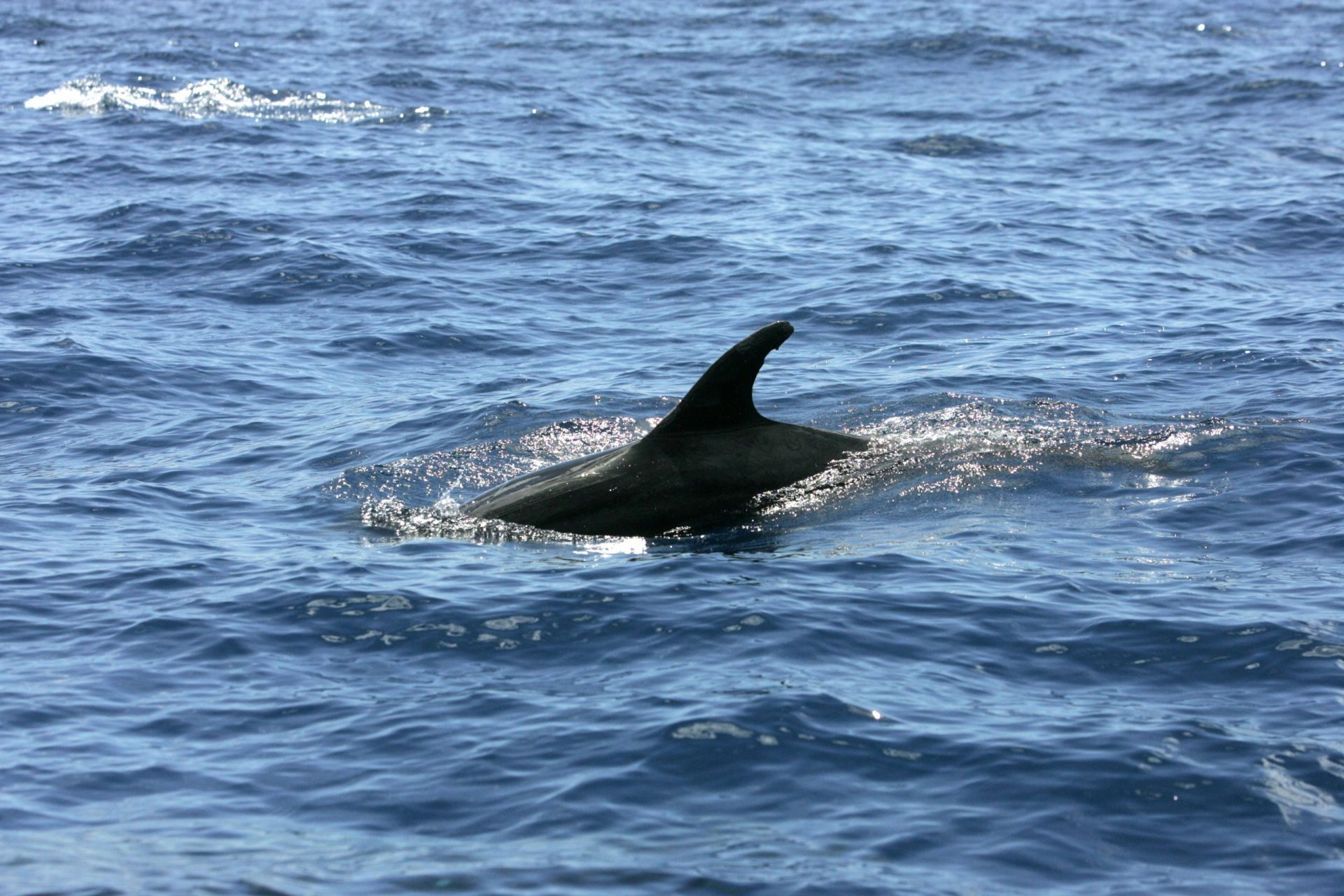 Encontrado golfinho morto na praia de Cascais