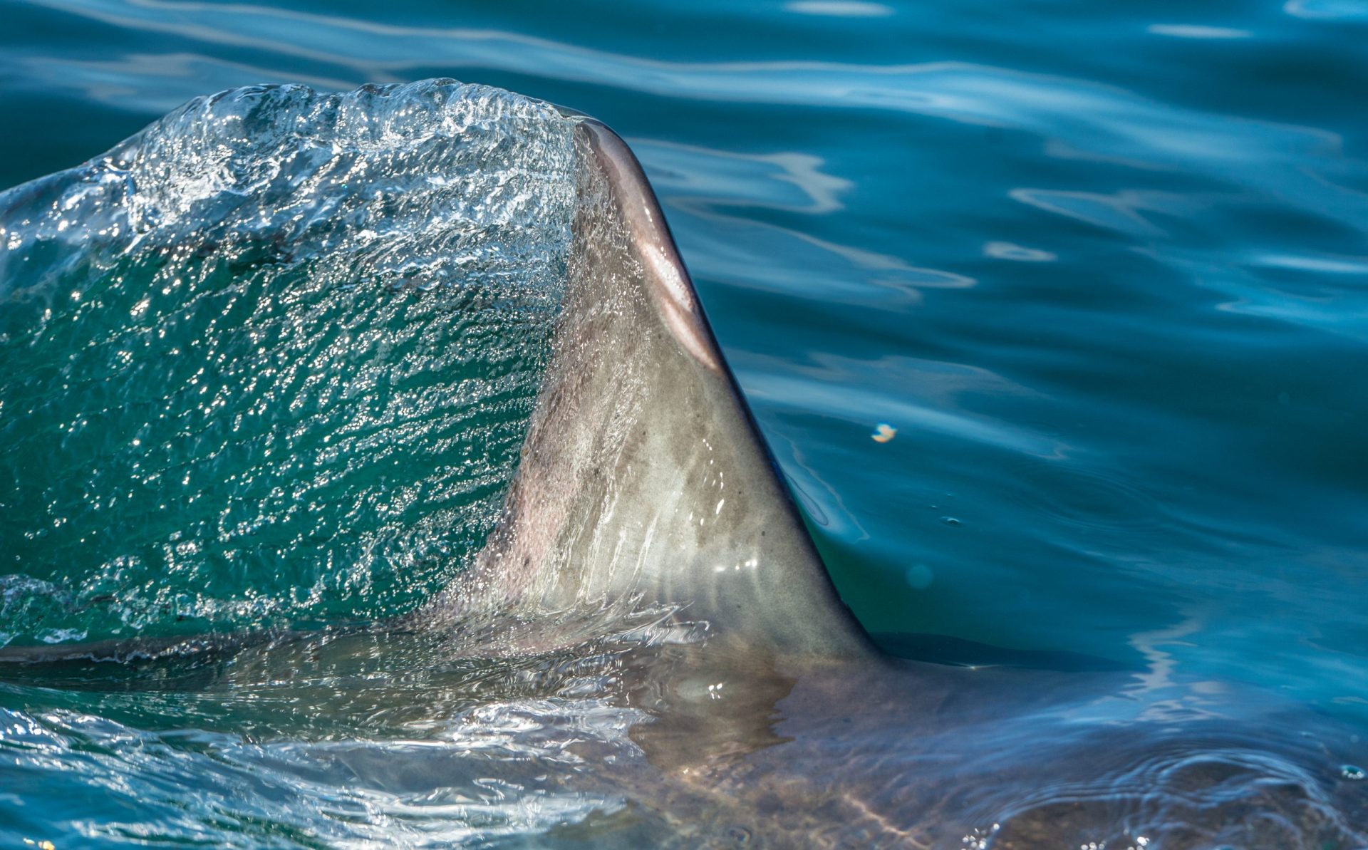 Austrália. Governo manda abater tubarões após ataques em apenas dois meses
