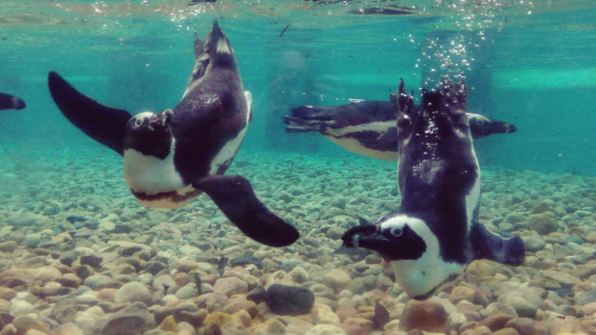 Jardim Zoológico de Lisboa deixa alerta para proteção “urgente” de espécie de pinguins