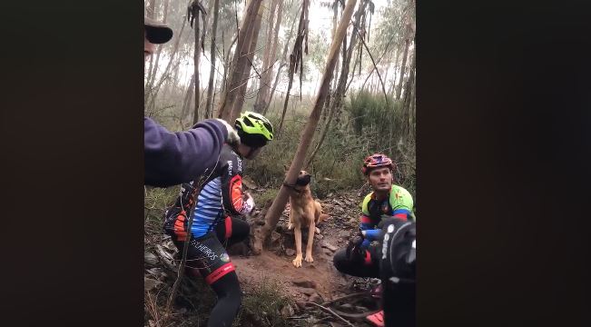 Grupo de ciclistas resgata cadela presa a árvore em Valongo | Vídeo