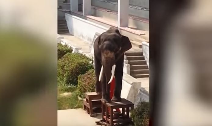 Jardim zoológico obriga elefante desnutrido a fazer acrobacias | Vídeo