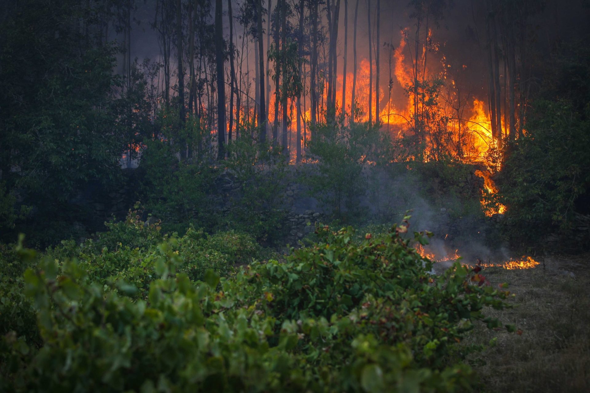 Três meios aéreos e 37 bombeiros combateram incêndio em Vale de Cambra