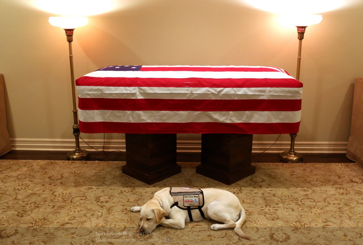 Cão de Bush deitado ao lado do caixão do dono comove redes sociais