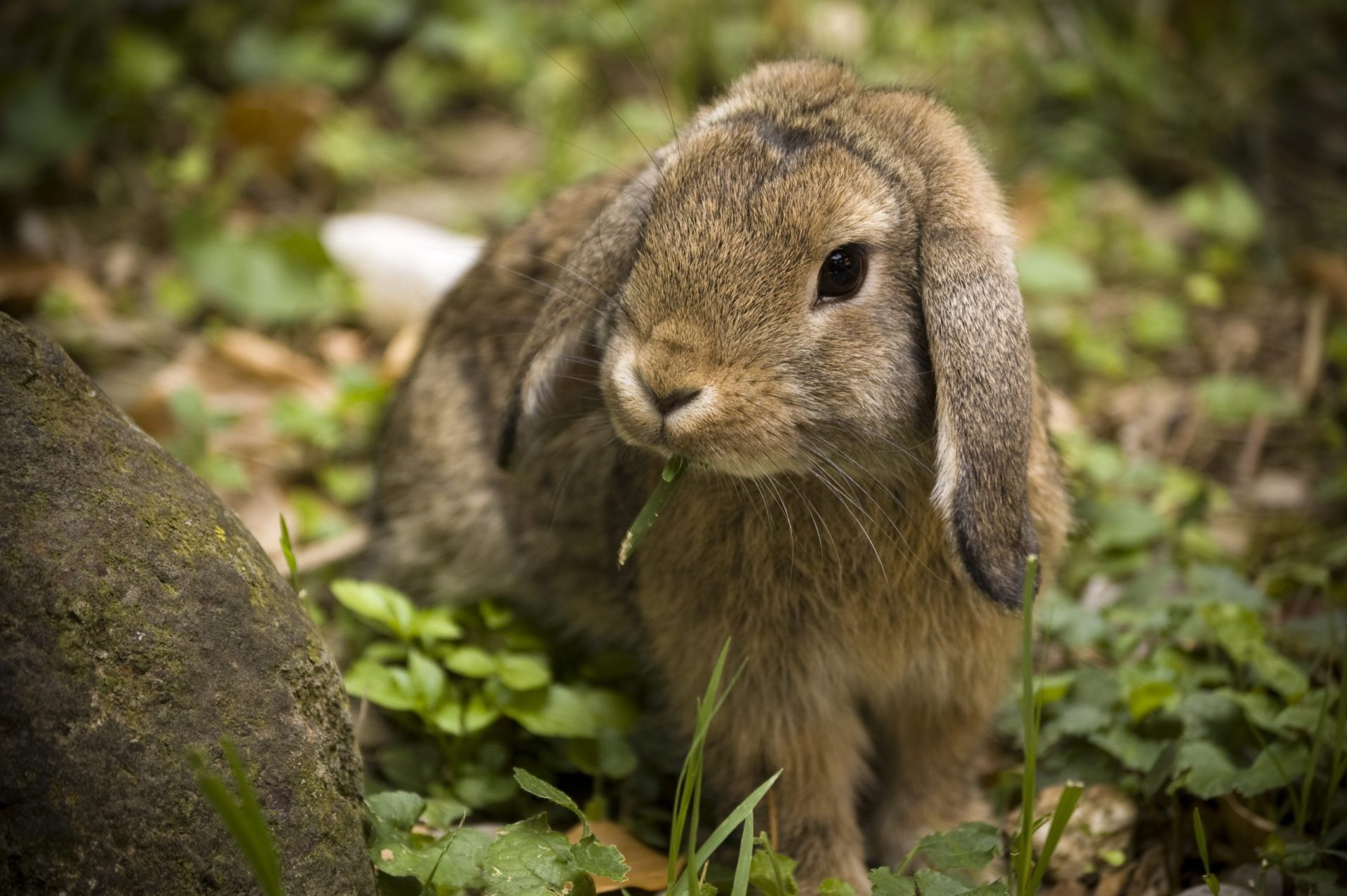 Conhece a expressão ‘matar dois coelhos de uma cajadada só’? PETA quer acabar com termos como este