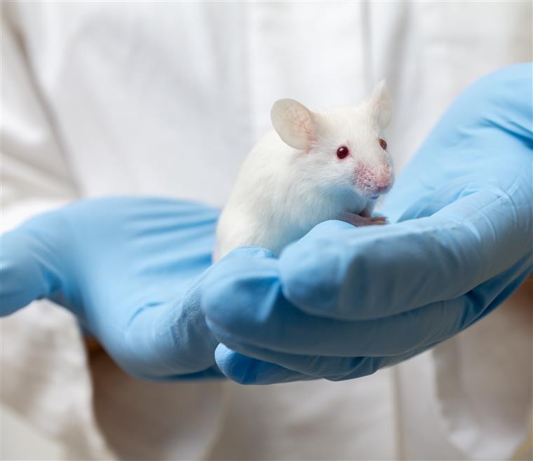 Investigadores revertem Alzheimer em estudo realizado em ratos