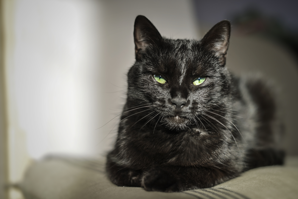 Os gatos pretos estão a ser ‘recusados’, mas não pela razão que pensa
