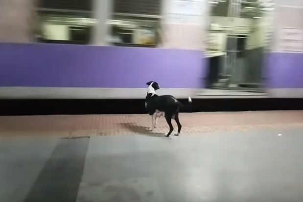 O que leva esta cadela a esperar todas as noites pelo mesmo comboio? | VÍDEO