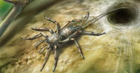 Descoberta nova espécie de aranha que já tem 100 milhões de anos