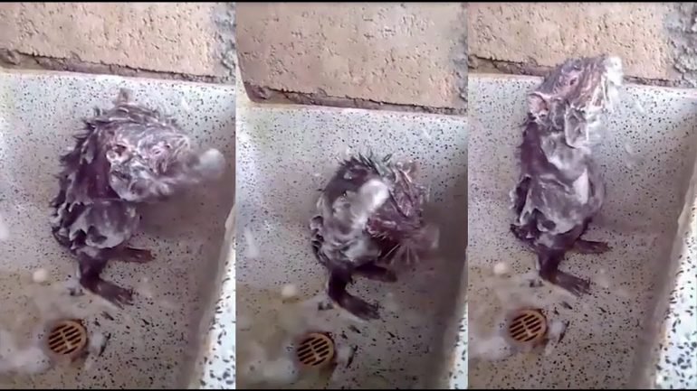 Lembra-se do vídeo do rato a tomar banho? Afinal a história não está bem contada… | Vídeo