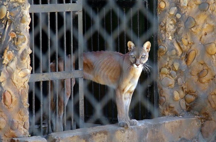Animais em vias de extinção morrem à fome no jardim zoológico da Venezuela