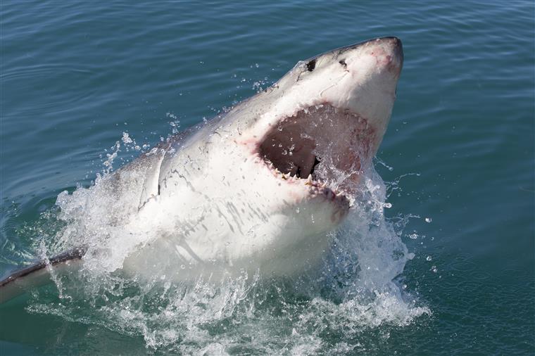 Dois surfistas feridos após ataque de tubarão na Austrália