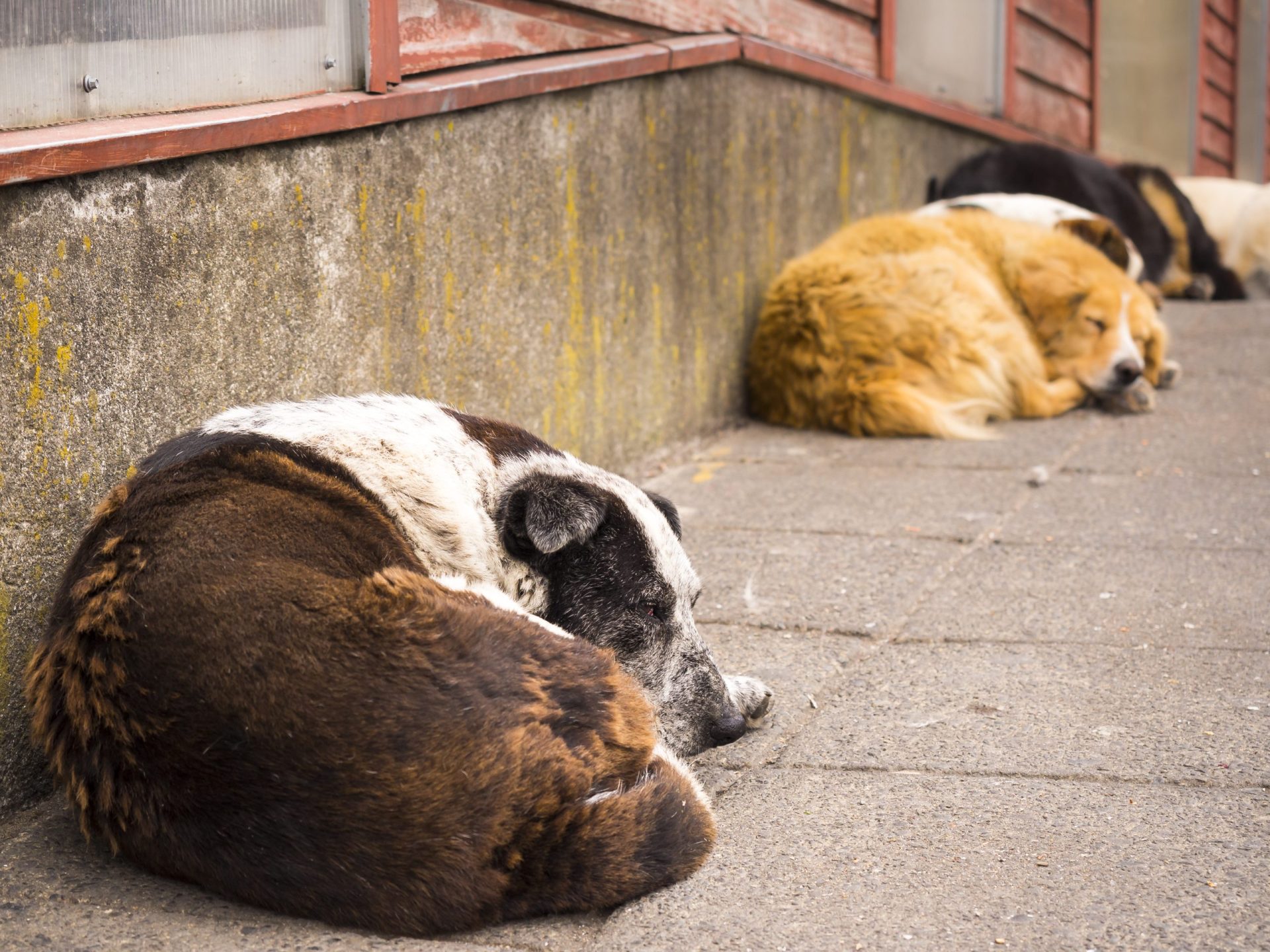 Aveiro é um “depósito” de cães abandonados. População exige criação de canil