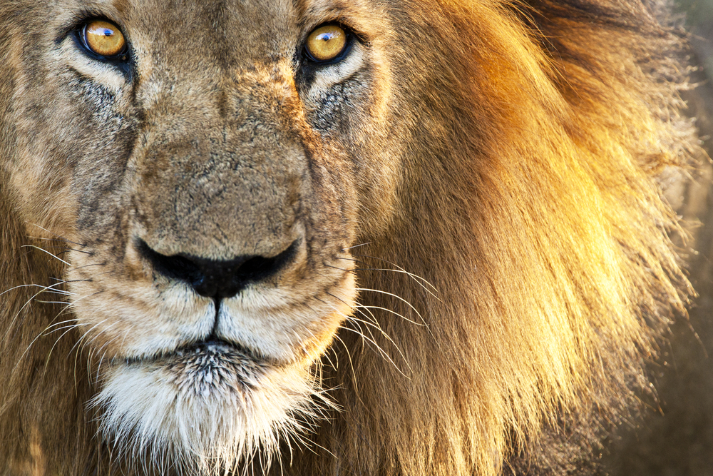 Leões, tigres e jaguar fogem de zoo na Alemanha