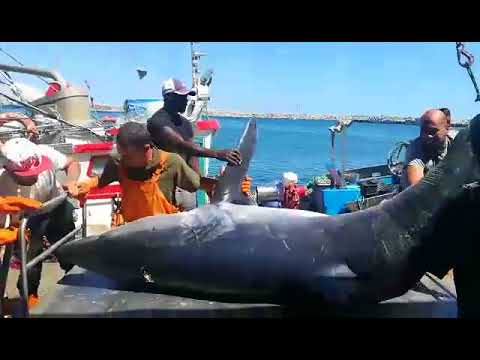 Tubarão de 450 quilos capturado em Sesimbra