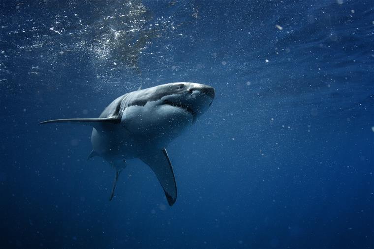 Tubarão dá à costa e é arrastado por turistas para tirarem ‘selfies’ | Foto e Vídeo