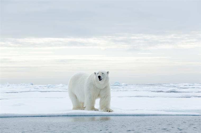 Urso polar morto na Noruega por segurança de cruzeiro gera polémica | Foto