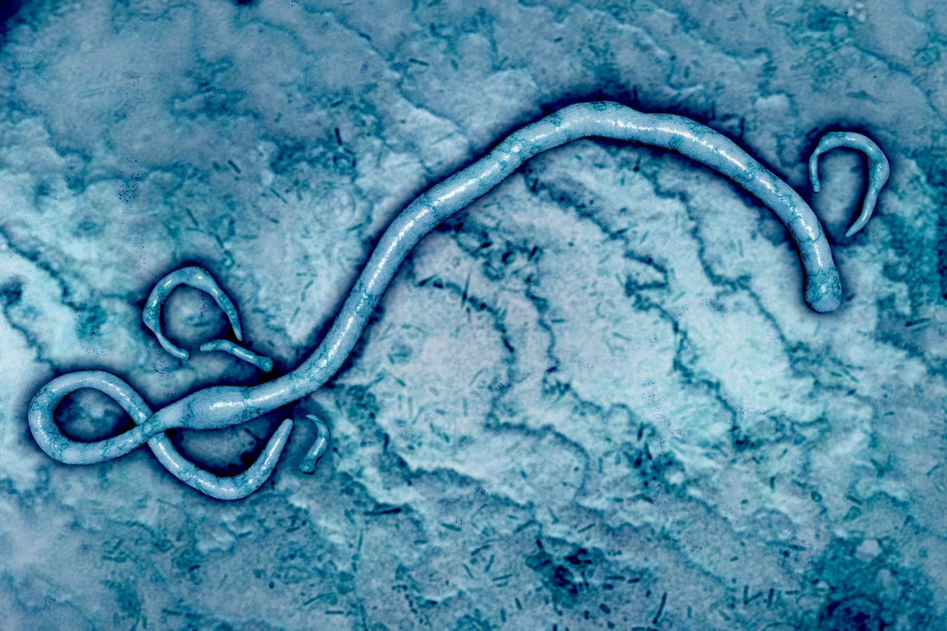 Ébola. 22 casos confirmados República Democrática do Congo