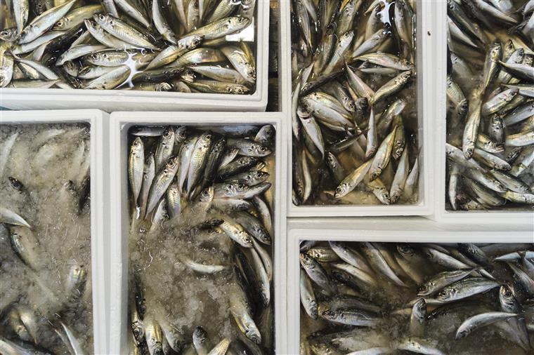 Apreendidas mais de 3,6 toneladas de sardinha em Sines