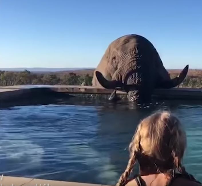 E se estivesse a divertir-se numa piscina e encontrasse um elefante? | VÍDEO