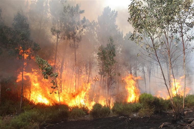 50 concelhos de Portugal estão esta quinta-feira em risco máximo de incêndio