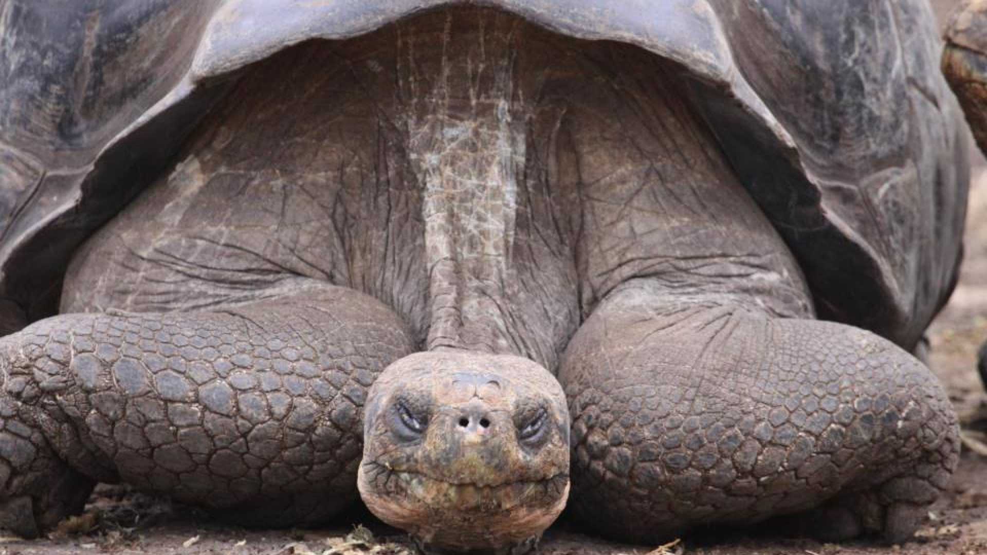 Quase 60 tartarugas de espécie protegidas roubadas em Córsega