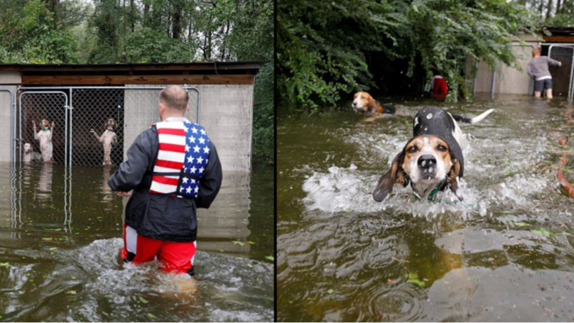 Um voluntário salvou seis cães encurralados pelo furacão Florence | Vídeo