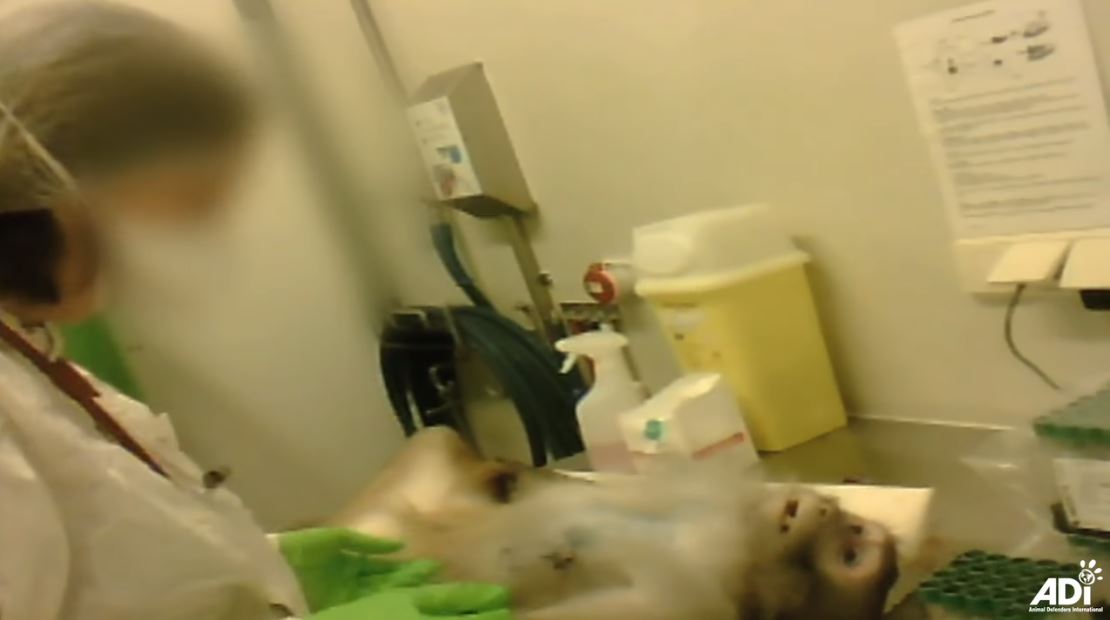 Imagens divulgadas mostram macacos a ser tatuados e drogados para serem alvos de testes | VÍDEO
