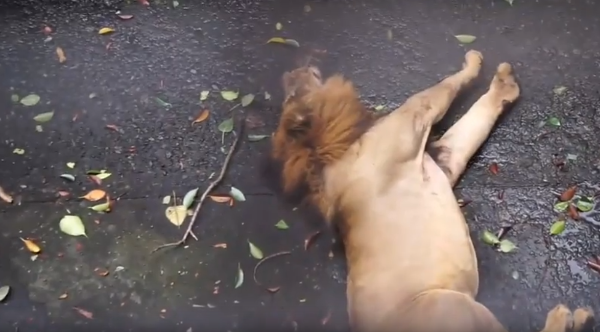 Leão “desnutrido” captado a ter convulsão no Jardim Zoológico de Manila | Vídeo