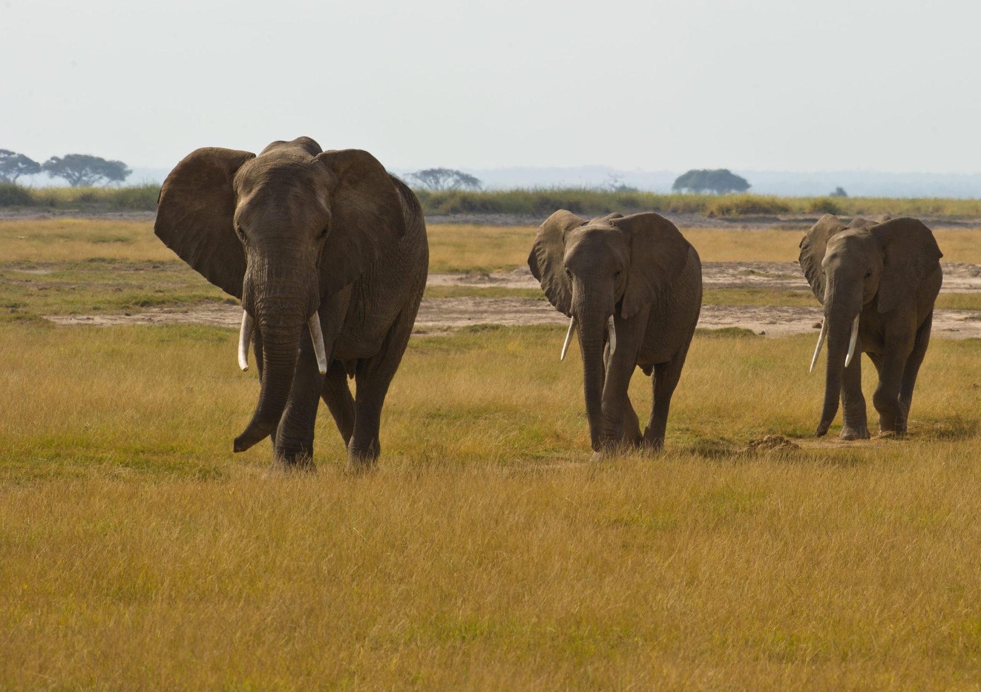 Quase 100 elefantes encontrados mortos no Botsuana vítimas de caça furtiva