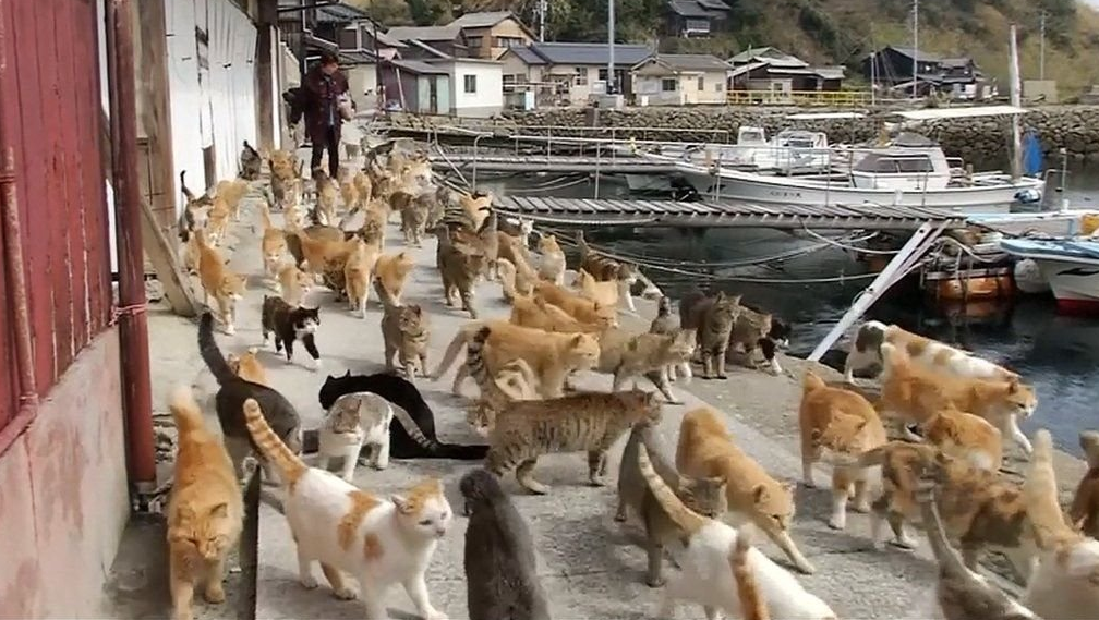 Conheça Aoshima, a ilha onde existem mais gatos do que pessoas