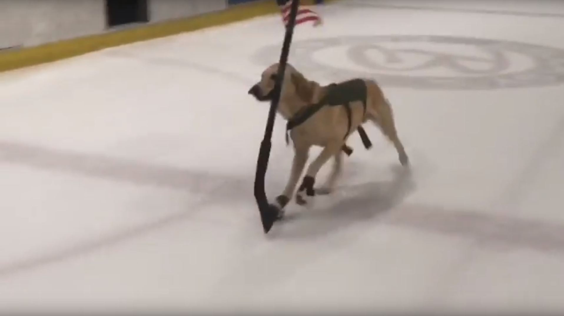Cão resgatado do canil aprende a fazer patinagem artística | Vídeo
