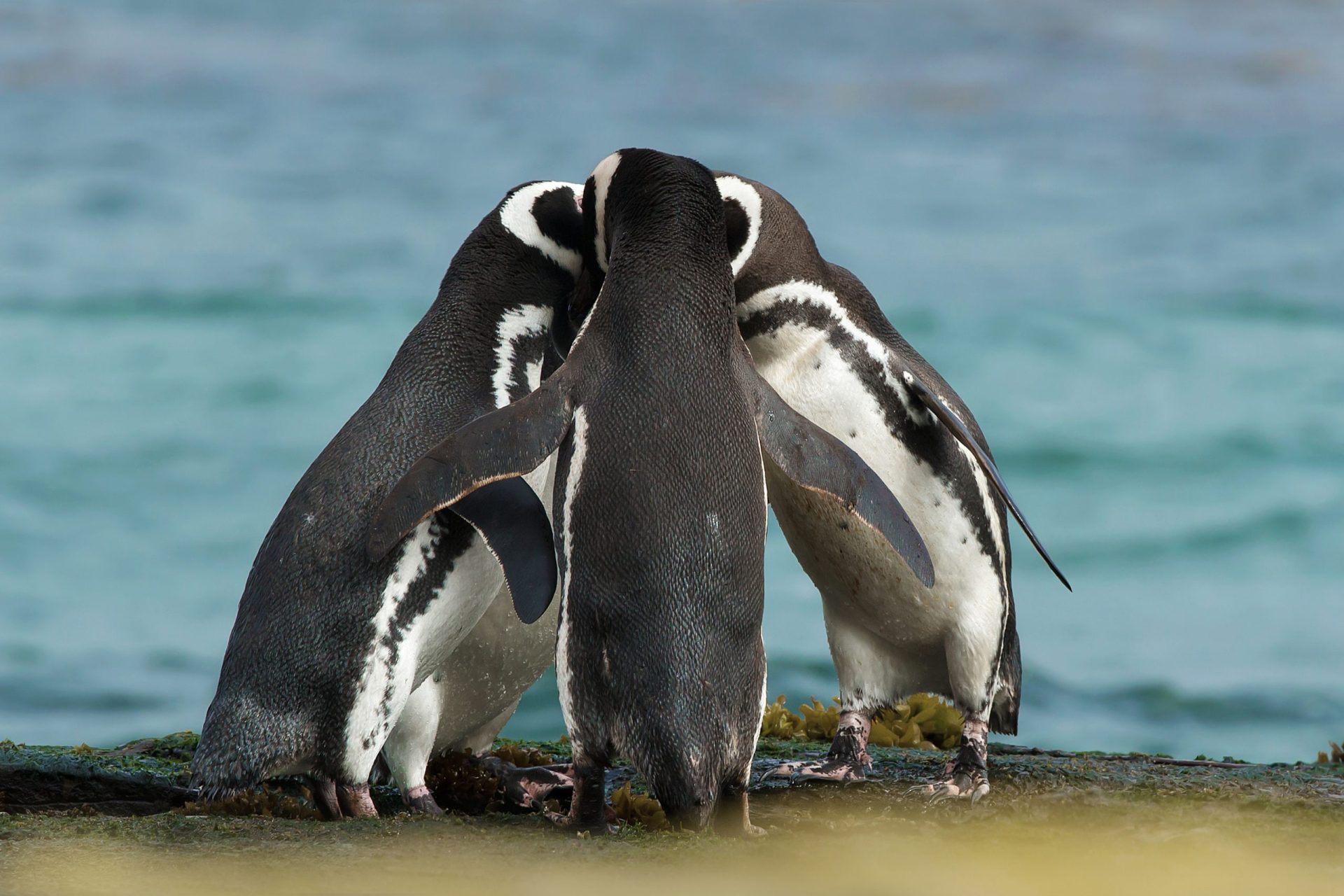 Casal de pinguins rapta cria de pais que estavam a dar um mergulho | VÍDEO