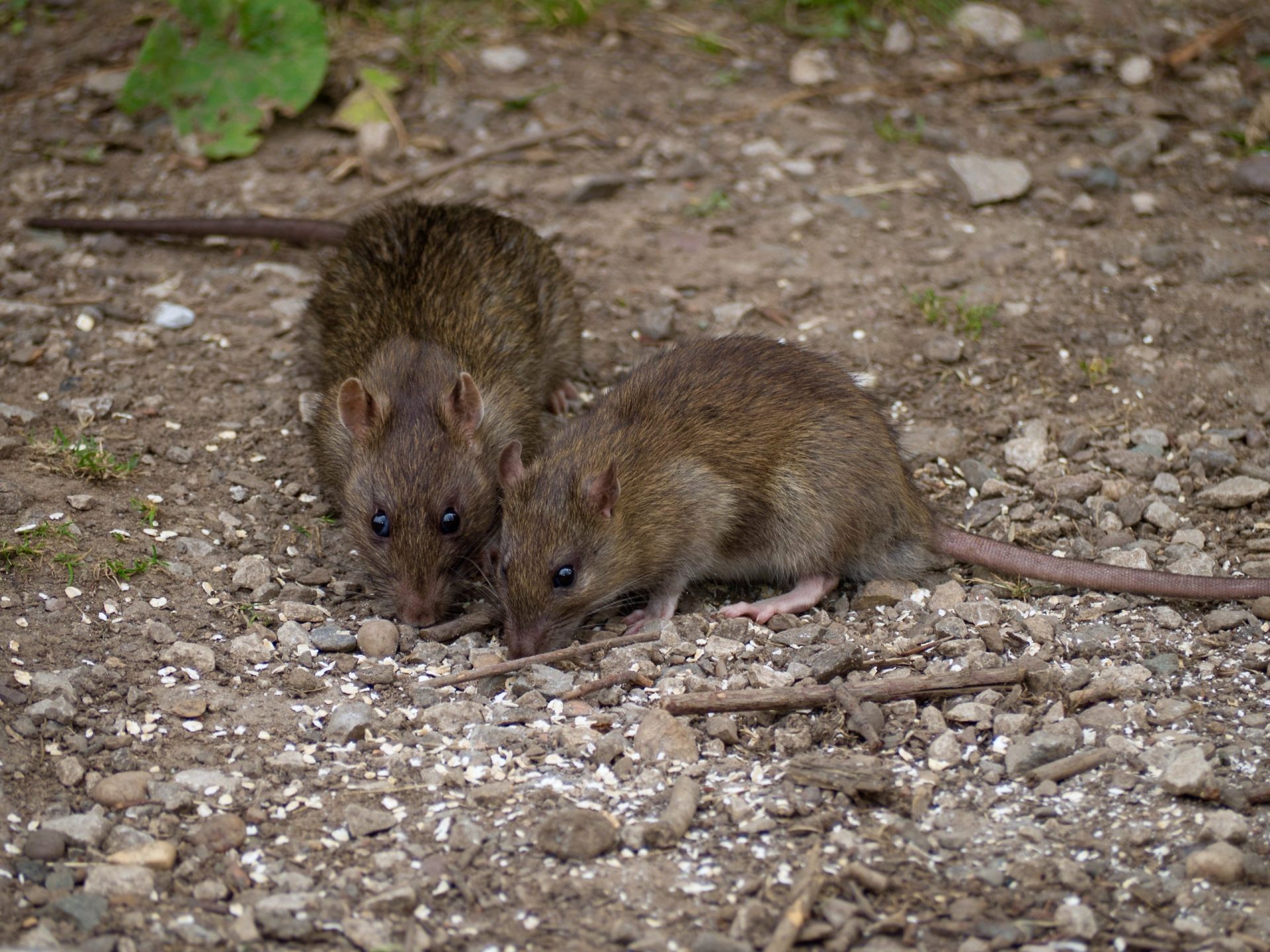 Doença dos ratos detetada pela primeira vez em humanos