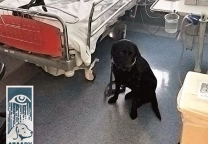 Cadela salva dona que entrou em coma hipoglicémico no Porto