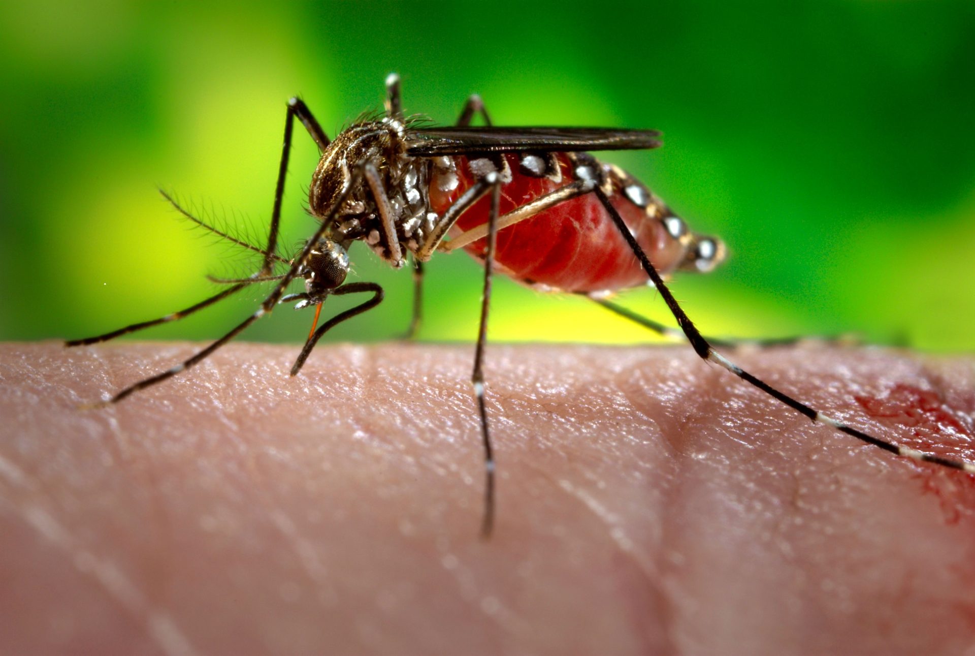 Mosquito que transmite Zika e febre-amarela identificado perto de Portugal