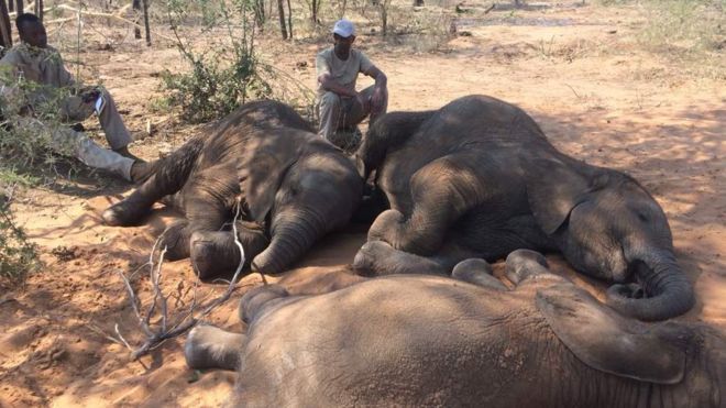Encontrados quase 90 elefantes mortos no Botsuana