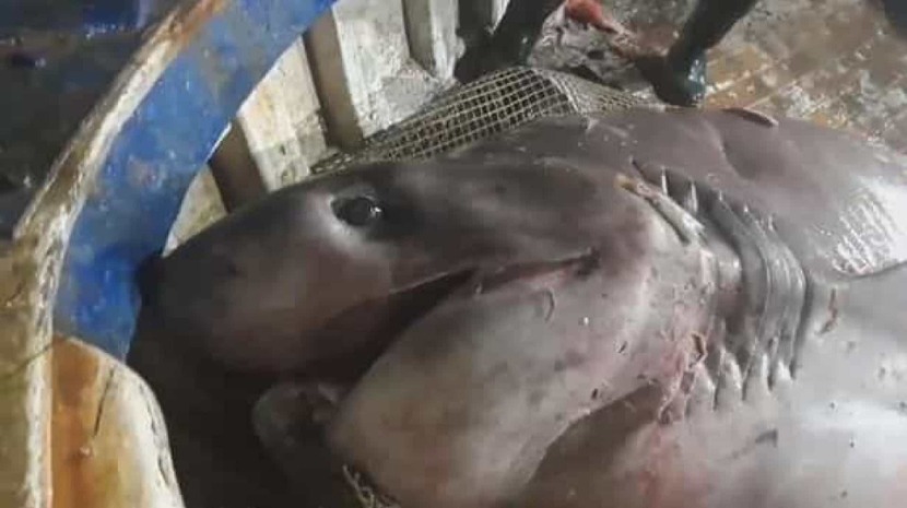 Pescadores capturam um dos maiores tubarões do mundo “acidentalmente” e devolvem-no ao mar | Vídeo