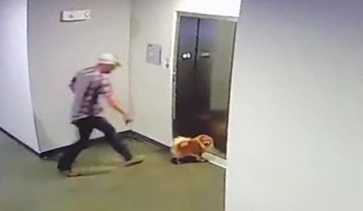 Vídeo mostra como rápida ação de homem salvou cão do pior num elevador