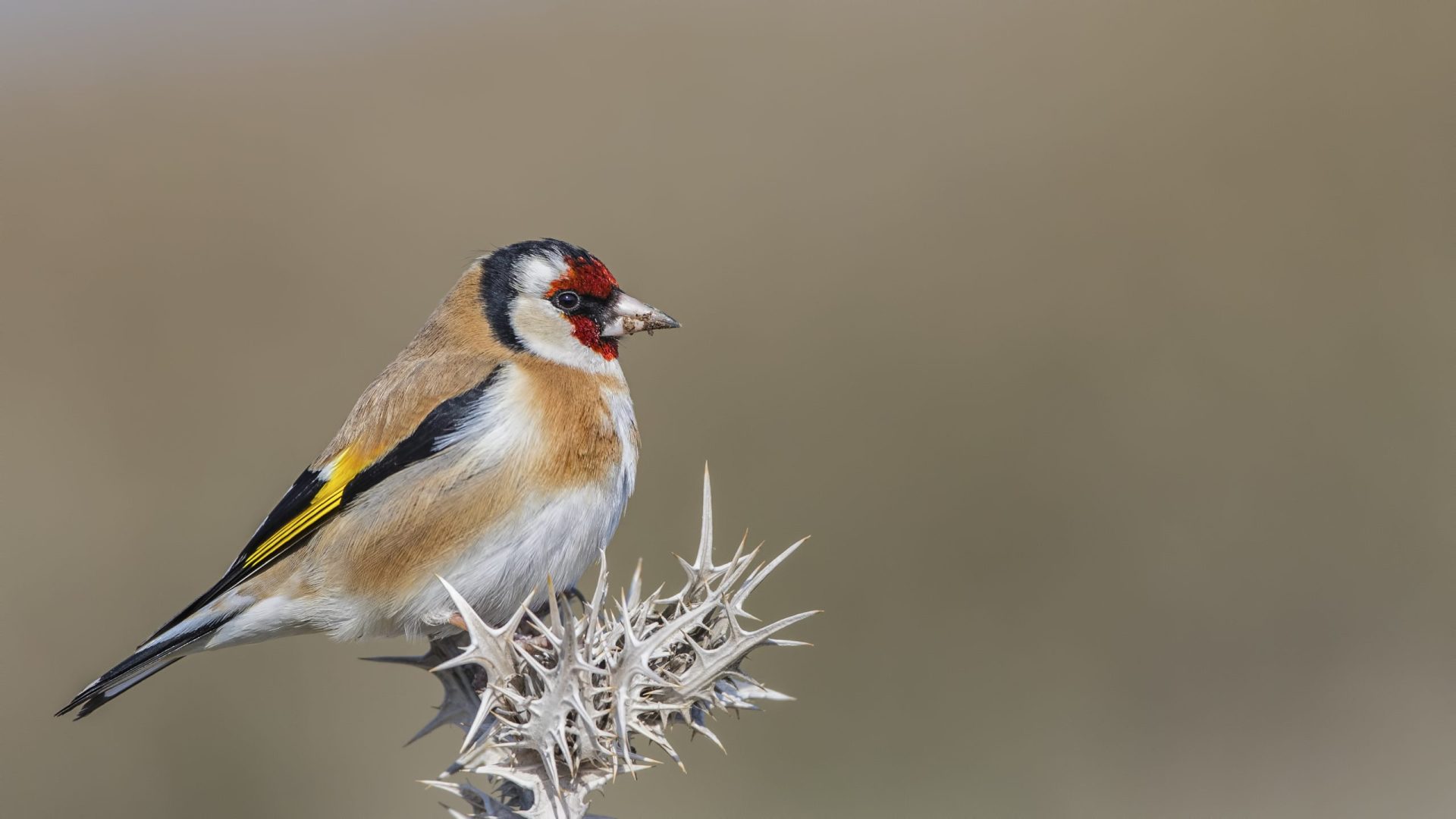 Aves estão a morrer em Portugal devido a destruição do habitat