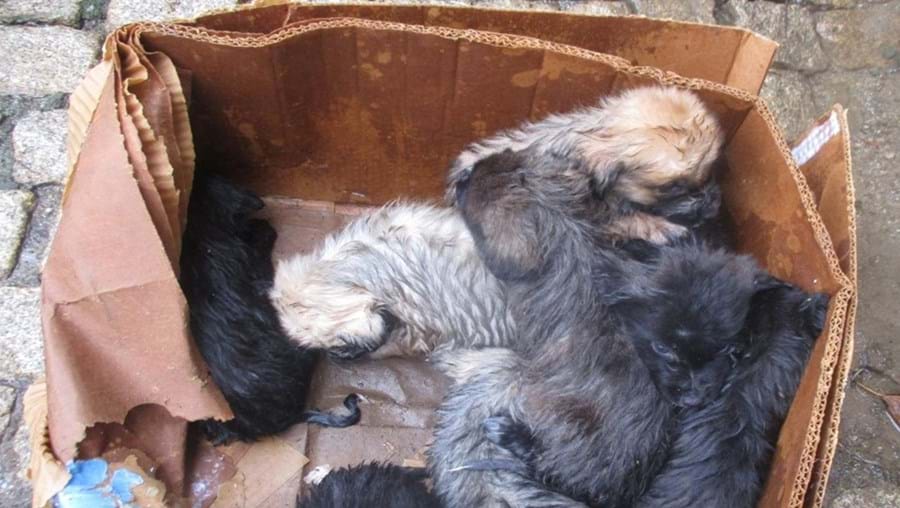 Oito cães recém-nascidos encontrados em contentor do lixo no Fundão