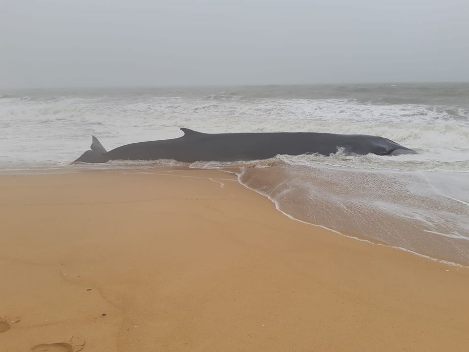 Baleia de 12 metros dá à costa na praia de Quarteira