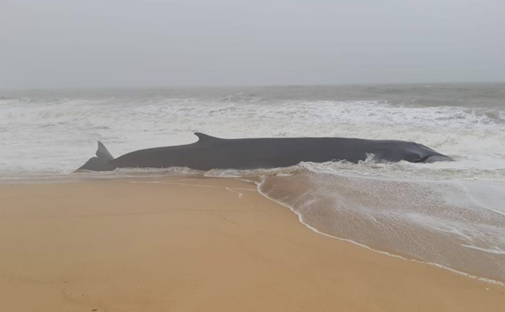 Baleia dá novamente à costa em Quarteira