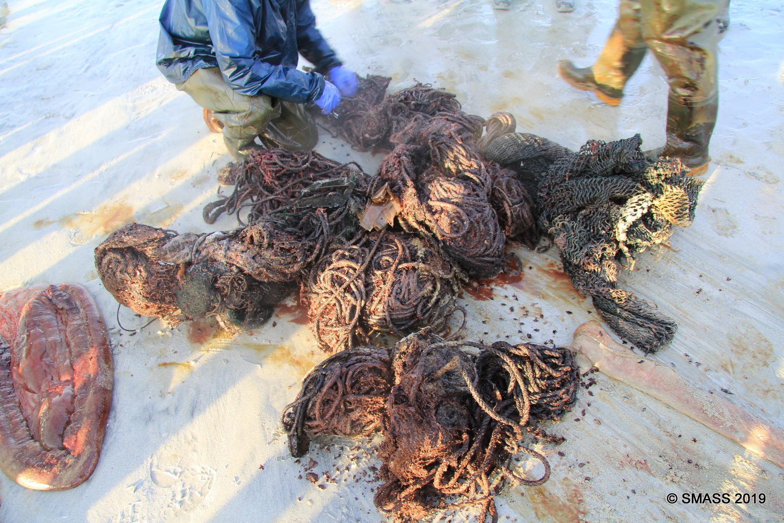 Cachalote morto dá à costa com 100 quilos de lixo no estômago | Fotogaleria