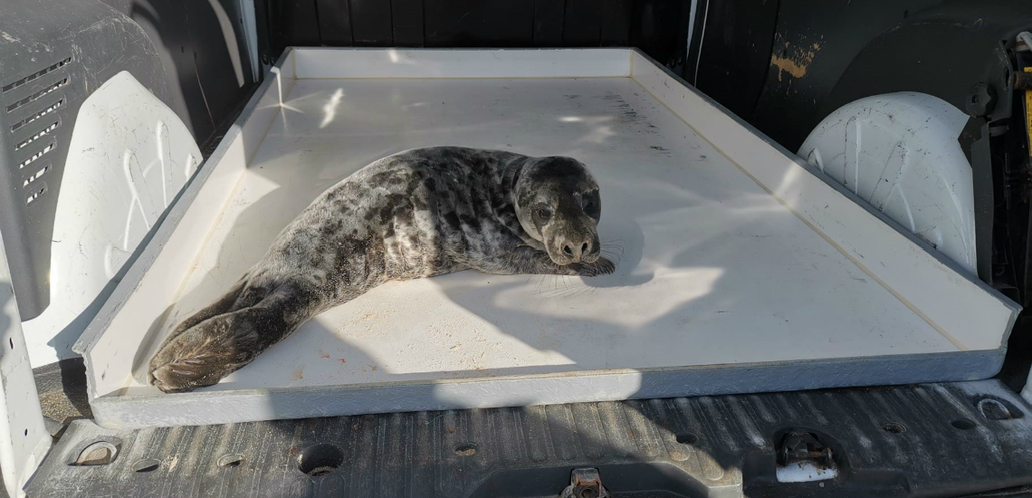 Cria de foca encontrada na praia da Légua em Alcobaça