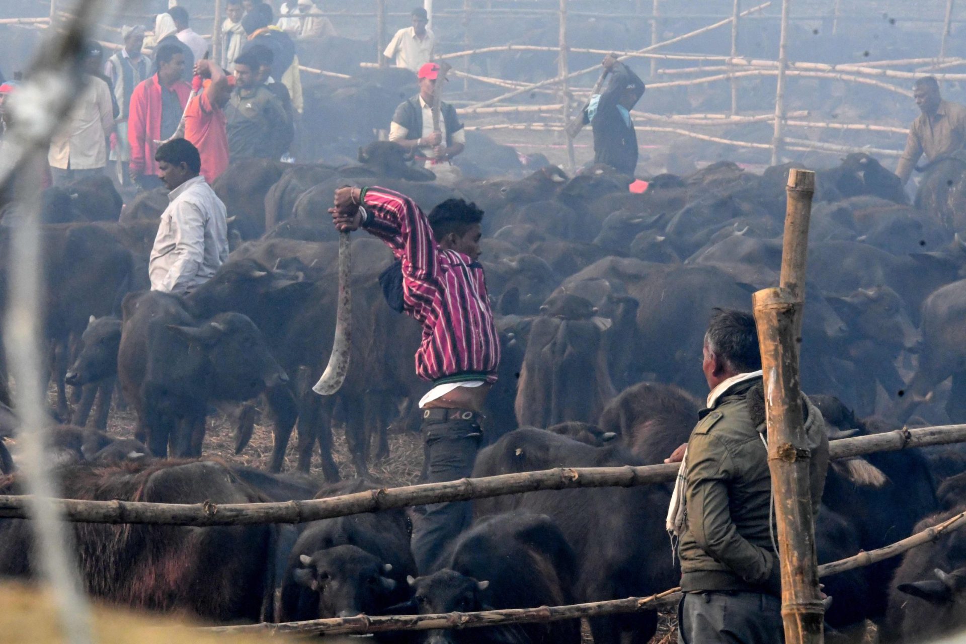 Proibição de ritual não trava sacrifício de milhares de animais em dois dias no Nepal