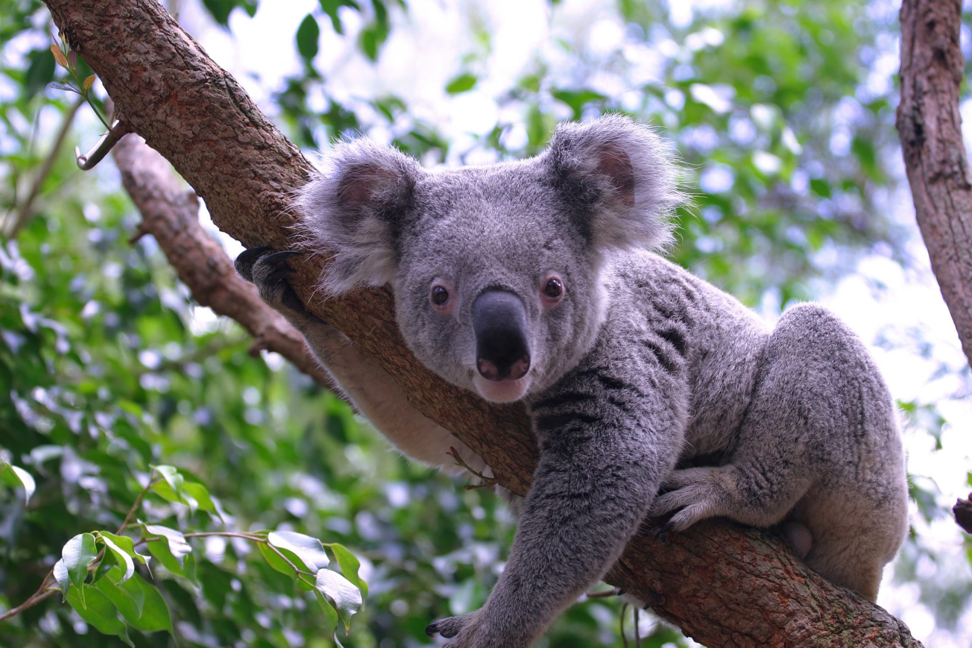 Todos os dias morrem cerca de 60 coalas na Austrália