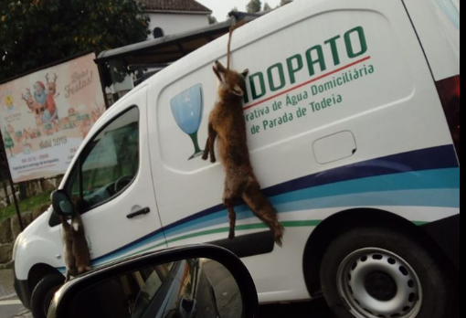 Carrinha de cooperativa circula com raposa e coelhos mortos presos ao veículo