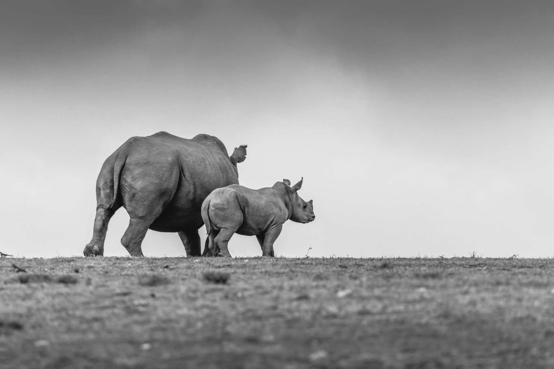 Dez rinocerontes brancos assassinados por caçadores furtivos em reserva no Quénia